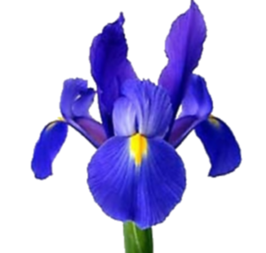 Iris Blue magic, onze specialiteit.
